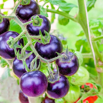 CYBEXIS Good Germination Purple Tomato Seeds2000 Seeds Seed(2000 per packet)