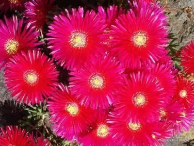 MAA Ice Plant Seed(70 per packet)