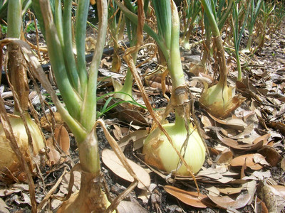 Qualtivate RES-7A Texas Early Grano Onion Seed Seed(500 per packet)