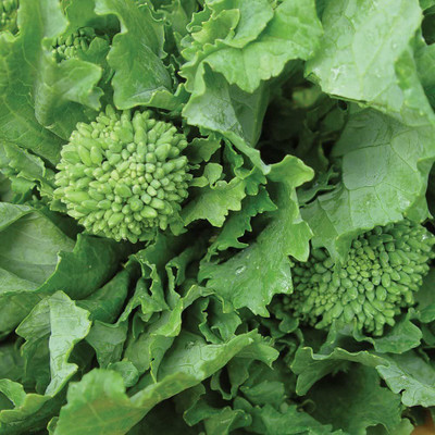 VibeX NBIR-25 - Raab Spring Broccoli - (450 Seeds) Seed(450 per packet)