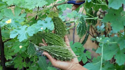 KANAYA Vegetable seed -Bitter Gourd - Karela Seeds F1 Hybrid Seed(40 per packet)