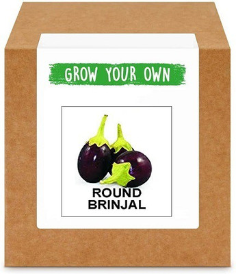CYBEXIS Round Brinjal1200 Seeds Seed(1200 per packet)