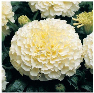 VibeX ® VMR-745 White African Marigold Dwarf Seed(500 per packet)