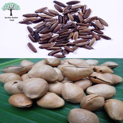 Garden Basket Hubb Kaner & Gulmohar Seeds – Beautiful Ornamental & Shade Trees 5 pcs each Seed(10 per packet)