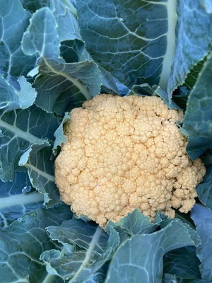 Greenfall Deshi Phool Gobi F2 Seed(40 per packet)