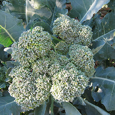 VibeX NBIR-8 - Waltham 29 Broccoli - (450 Seeds) Seed(450 per packet)