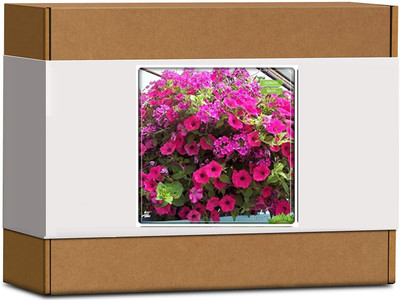CYBEXIS Petunia-Rose Flower Seeds100 Seeds Seed(100 per packet)