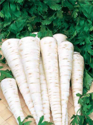 CYBEXIS GBPUT-44 - Parsley Sugar Root - (750 Seeds) Seed(750 per packet)