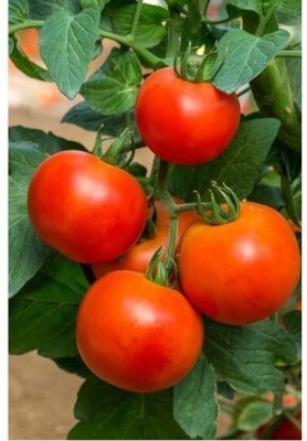 Bula Plant House TOMATO Seed Seed(278 per packet)