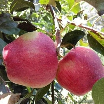 Aywal Fuji Apple Tree Plant Seed(20 per packet)