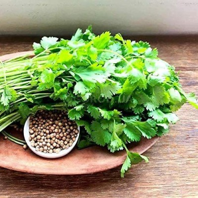 VibeX ATS-67 - Cilantro Magnum - (750 Seeds) Seed(750 per packet)