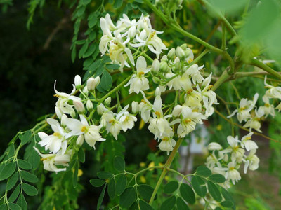 CYBEXIS GBPUT-44 - Moringa oleifera PKM2 - (1350 Seeds) Seed(1350 per packet)