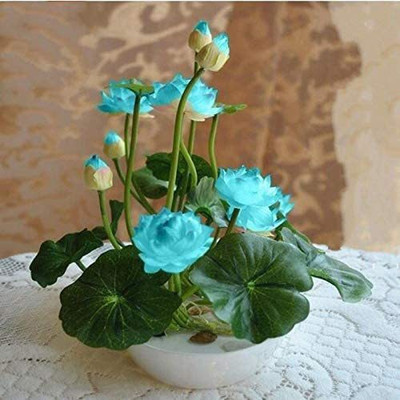 CYBEXIS VXI-19 - Rare Varieties Bowl Lotus - (270 Seeds) Seed(270 per packet)