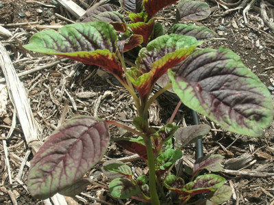 Aywal Amaranthus Leaf Red/Cholai Red Saag Seed(20 per packet)