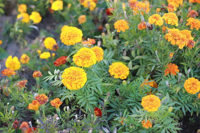 AGRYSO marigold,gende ka phool seeds Seed(21 per packet)
