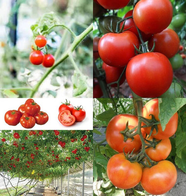ibains Tomato creeper seeds bij 86 Seed(86 per packet)