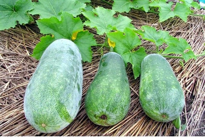 GREENSEA Ash Gourd, Winter Melon Seed(28 per packet)