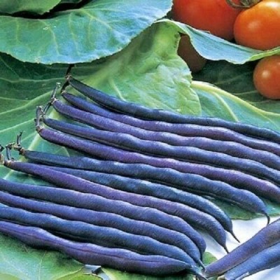 KNESSiN French Bean Purple Queen Seed(50 per packet)