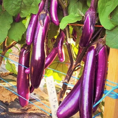 LIFELEX Long Purple Eggplant Brinjal Seed(62 per packet)