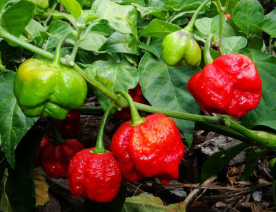 TRICONE Chilli Seed(200 per packet)