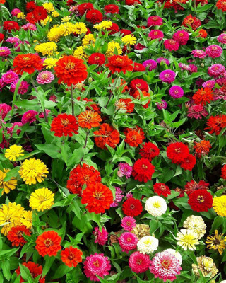 Avysa Zinnia Double Mixed Seeds Seed(20 per packet)