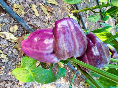 Biosnyg Heat Tolerant Iko Iko Sweet Capsicum Seeds For Planting-(400 Seeds) Seed(400 per packet)