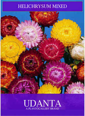 Udanta Helichrysum Mix Winter Flowers Seeds Avg 30-40 Each Packet Seed(1 per packet)