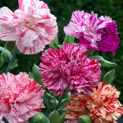CEZIUS Chaubaud Picotee French Carnation Seed(70 per packet)