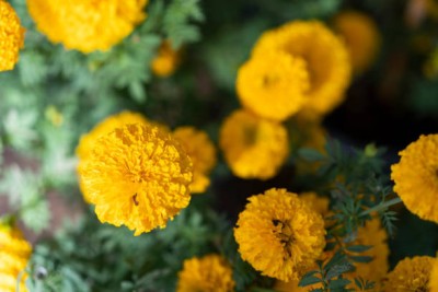 Jessica marigold,gende ka phool Seed(30 per packet)