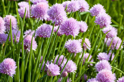 KNESSiN Easy to Grow Wild Chives Onion Seeds for Terrace Gardening-(1200 Seeds) Seed(1200 per packet)