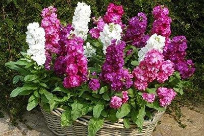 Aywal Evening Stock Matthiola Red Flower Seeds Mix/Reseeding Annual Seed(50 per packet)