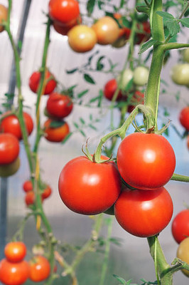 SeedsVille tomato Seed(115 per packet)