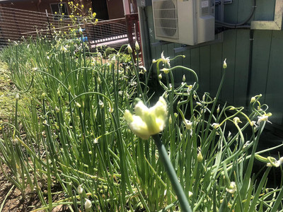 WILLVINE HUA -XIII Egyptian Walking Onion [2.5g] Seed(1500 per packet)