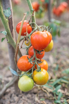 Pihu Enterprises tomato Seed(100 per packet)
