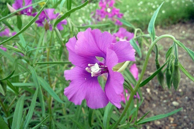 CYBEXIS Clarkia elegans - Elegant Clarkia Seed(50 per packet)