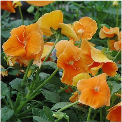 CYBEXIS Pansy - Swiss Giant - Orange Seed(50 per packet)