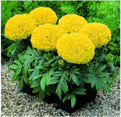 CYBEXIS VVI-21 - Marigold Giant Yellow - (2250 Seeds) Seed(2250 per packet)