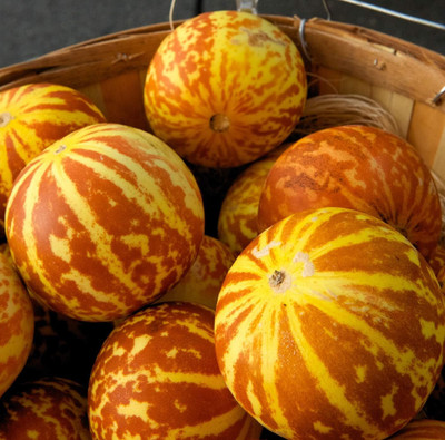 Qualtivate HUA-7A Rare Tigger Melon | Exotic Seed(100 per packet)