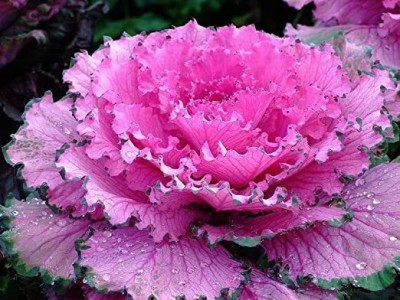 Aywal Kale Flower Hybrid Seed(110 per packet)