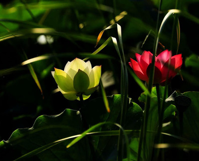Qualtivate PUAS-3A Viable Aquatic Water Lily Seeds Seed(25 per packet)