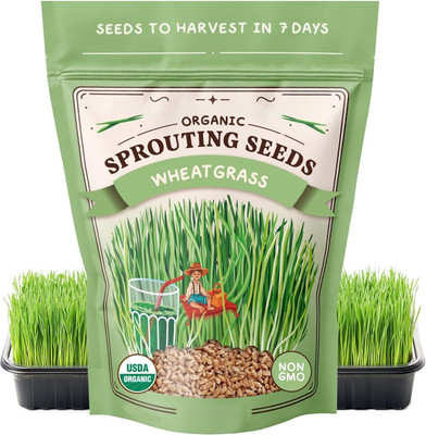 KNESSiN Non-Treated Buckskin Red Winter Wheatgrass Seed For Sprouting-(5000 Seeds) Seed(5000 per packet)