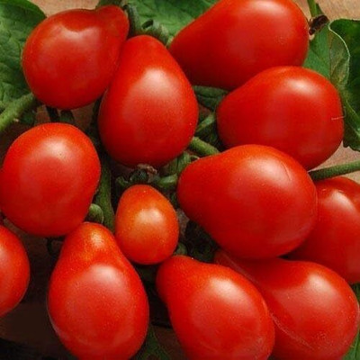 Qualtivate PUA-9A Red Fig Tomato Seed(300 per packet)