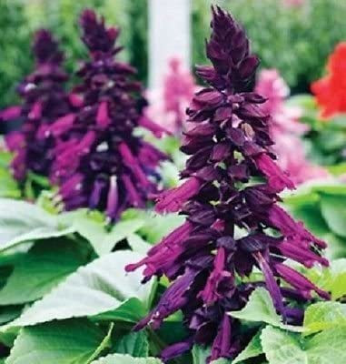 CYBEXIS Salvia Salsa Purple Bi-Color/Drought Tolerant Sage/Perennial Flower Seed Seed(50 per packet)