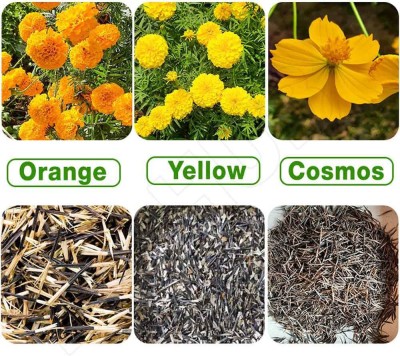 MATABE Mixed Marigold & Cosmos Flower Seeds Combo of 3 Type for Home Garden Seed(500 per packet)