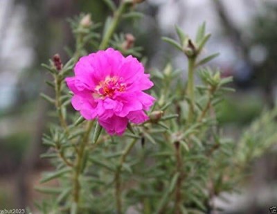 Qualtivate PAU-12 PORTULACA Moss rose DOUBLE Pink 200 seeds Seed(50 per packet)