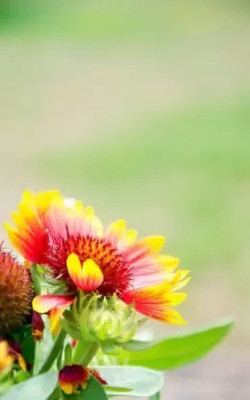 Aro Gaillardia, Pulchela Double Mix Seed(136 per packet)