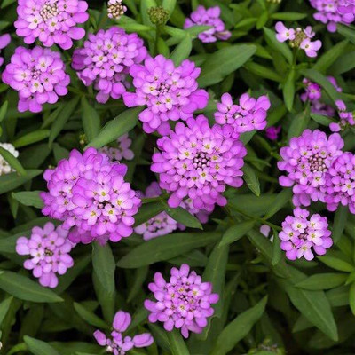 Lorvox Candytuft (Perennial) Snowflake Seed(105 per packet)