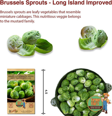 WILLVINE VMR -IX Long Island Improved Brussel Sprouts [50g] Seed(15000 per packet)