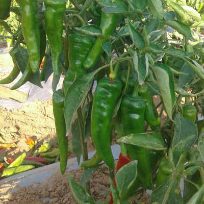 KNESSiN Hybrid Achari Chilli [400 Seeds] Seed(400 per packet)