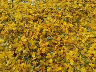 ANDARISTORE Avarampoo Dry Flower /Aavartaki/Tarwarm 100 gm Seed(100 g)